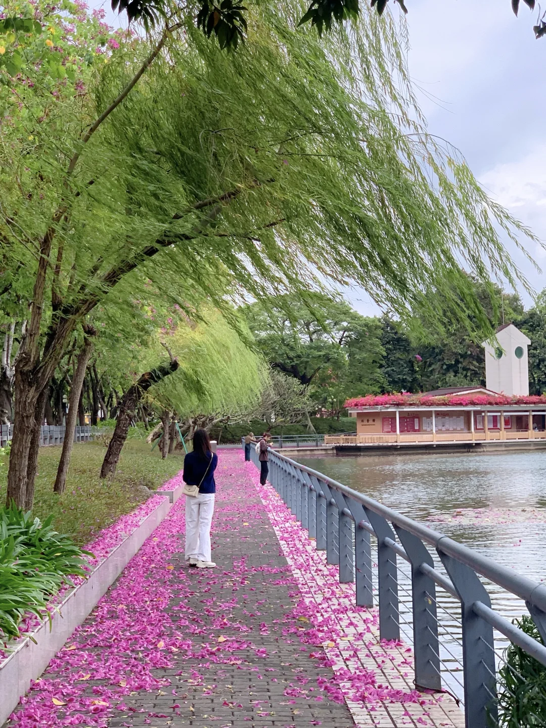 广州Live🌸落红不是无情物…此刻具象化了！！