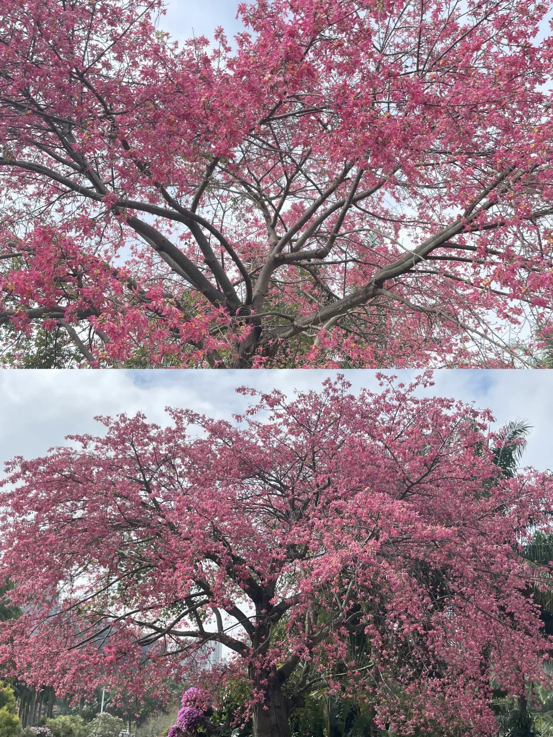 现在深圳确实比北京好……