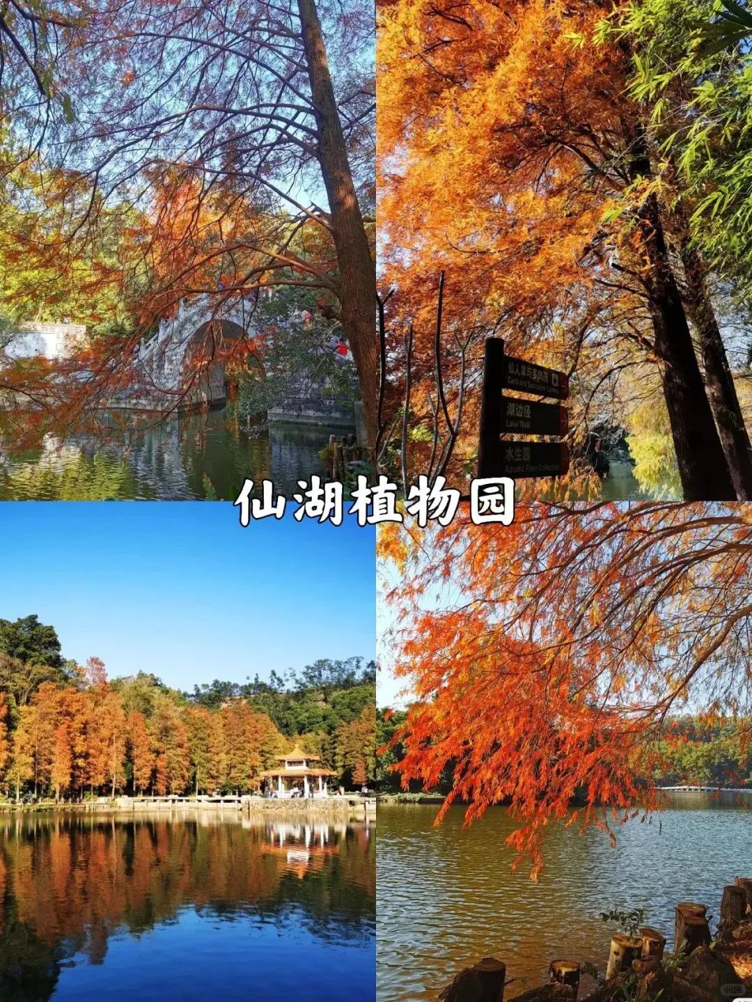 深圳看落羽杉，8处宝藏地，千万别跑错地方了