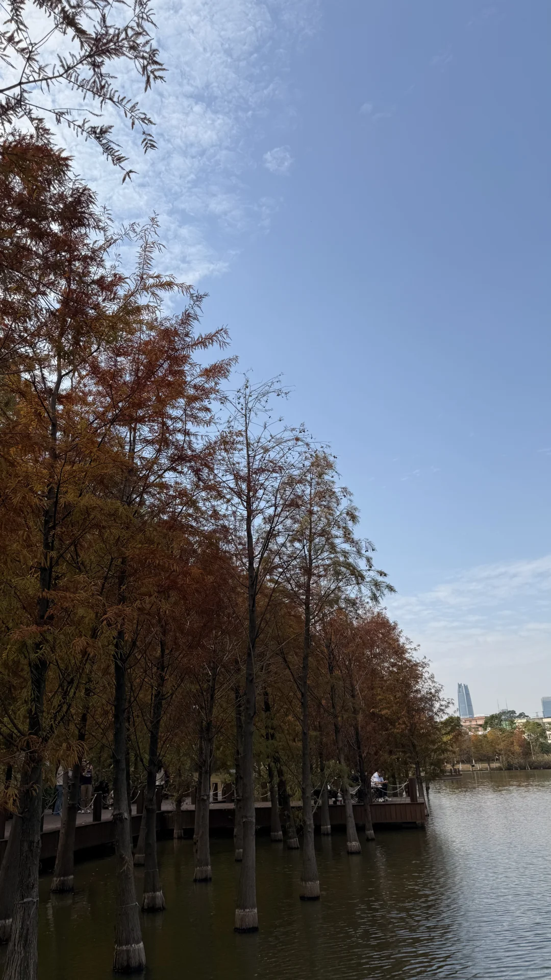 东莞的冬，藏在落羽杉的绯色里🍂