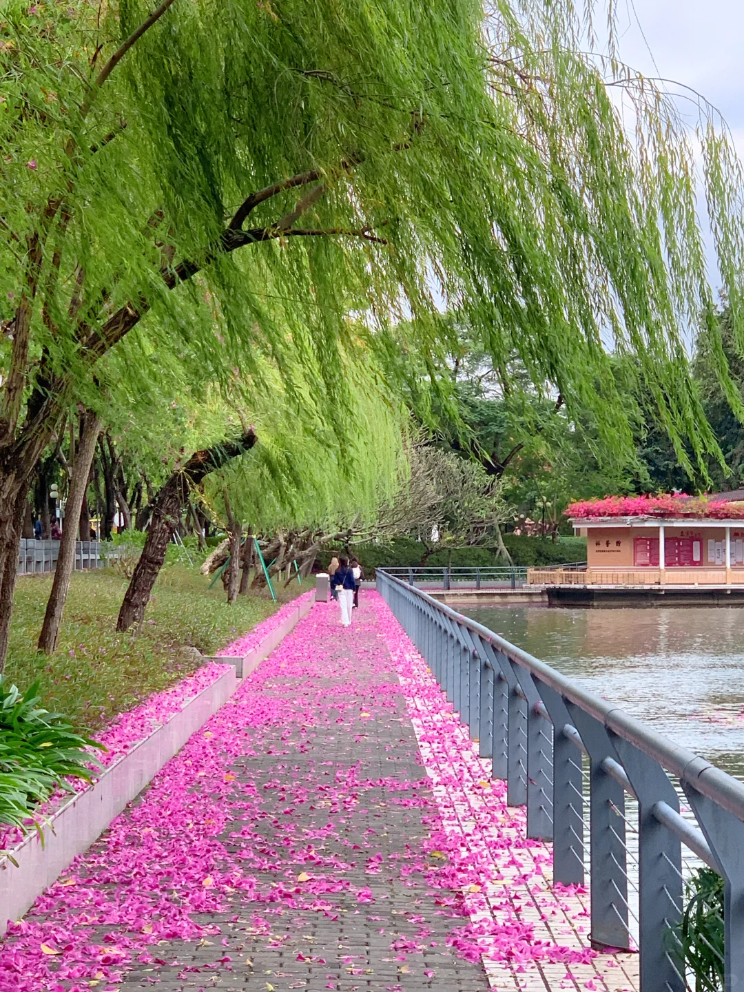 广州Live🌸落红不是无情物…此刻具象化了！！
