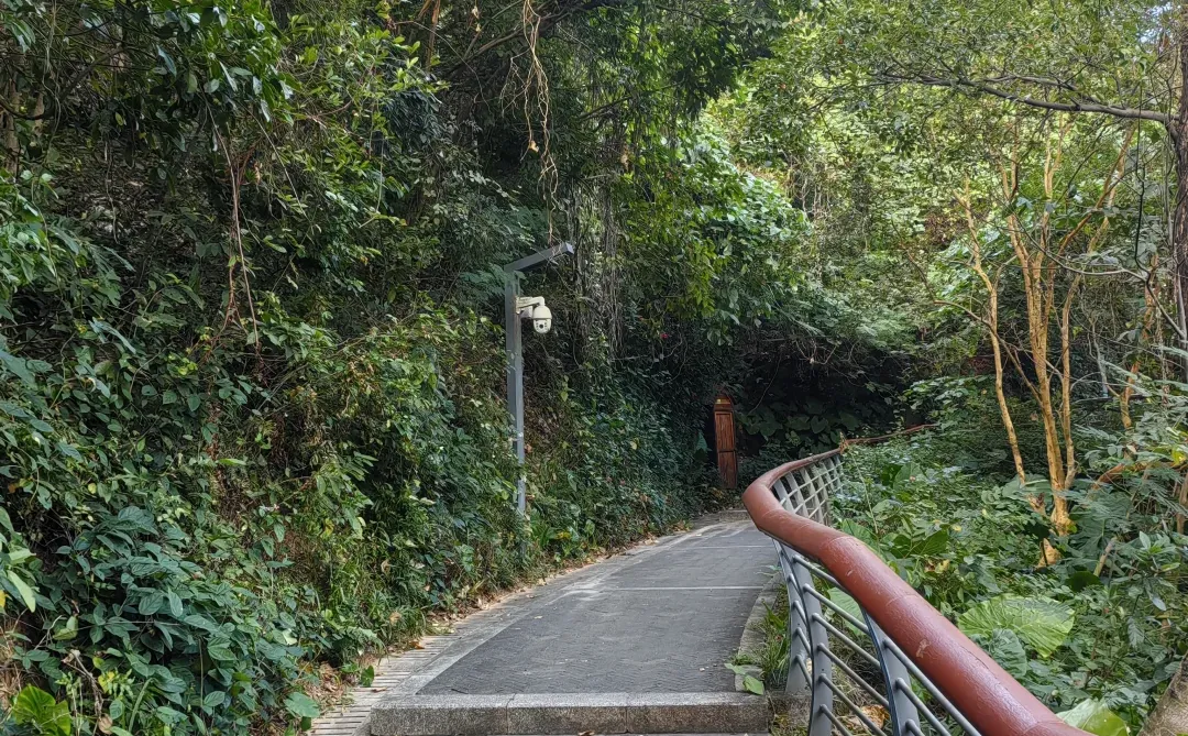 深圳活动｜12.6周六淘金山绿道徒步，已21人