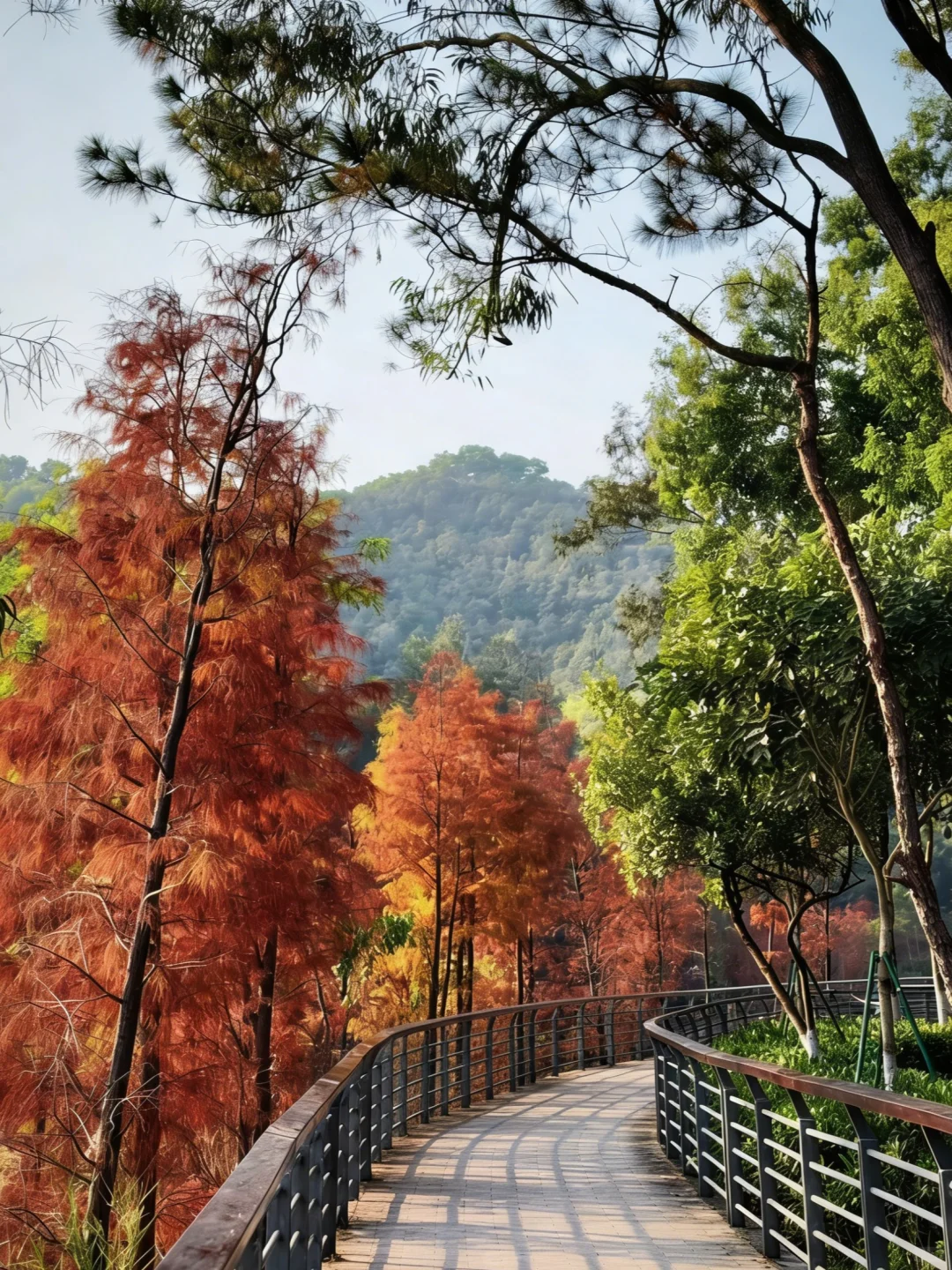 深圳 1h 直达！8km 轻徒步 + 非遗菊花宴