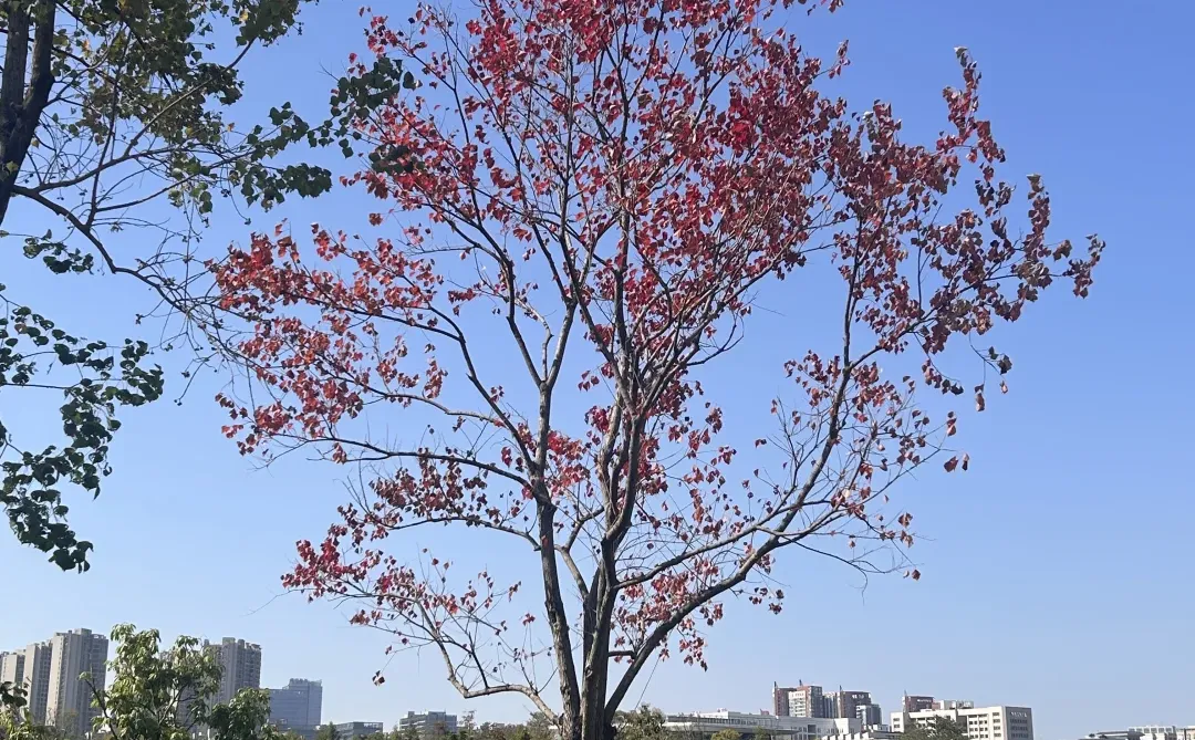 东莞中心公园