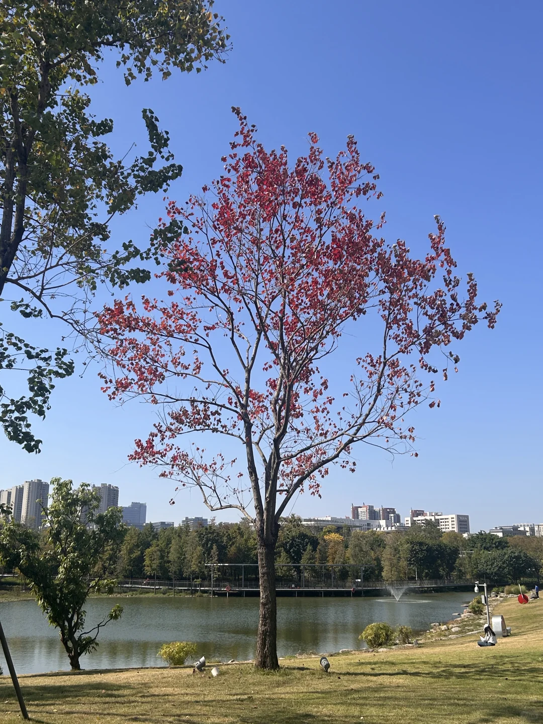 东莞中心公园