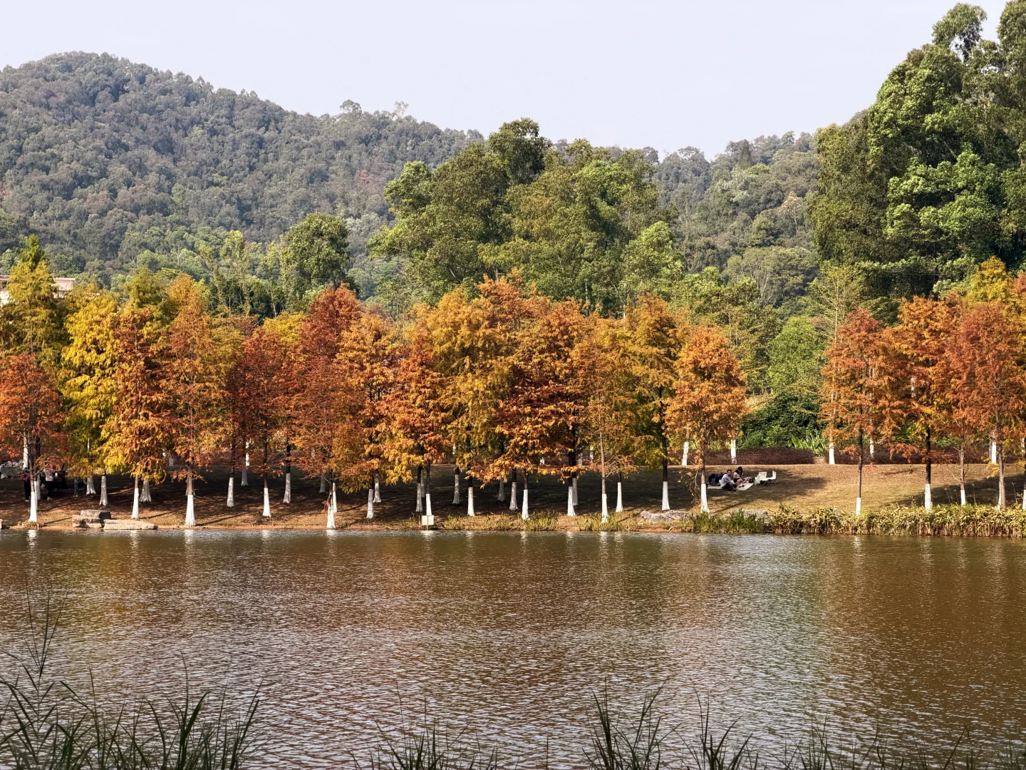 东莞落羽杉红了🍂