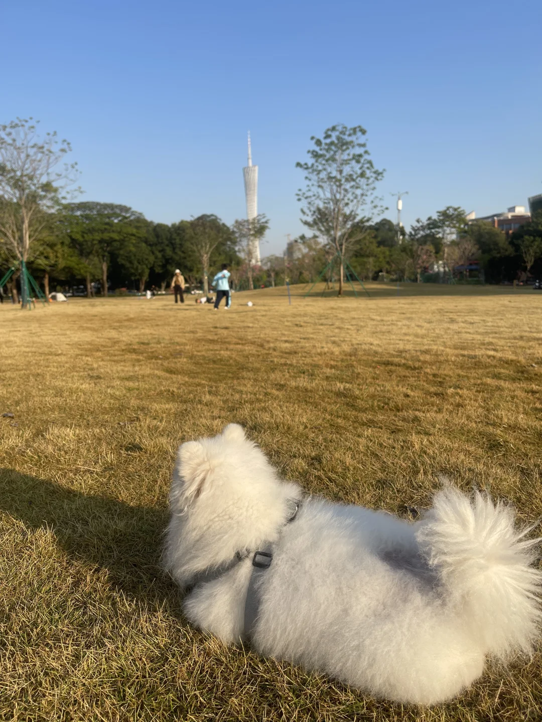 广州塔下的团团号