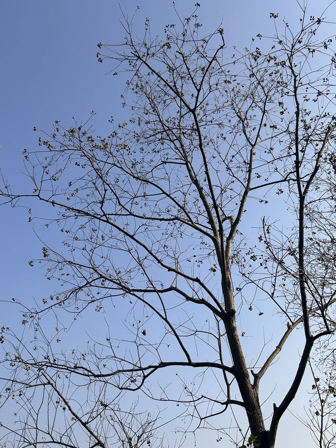 东莞中心公园