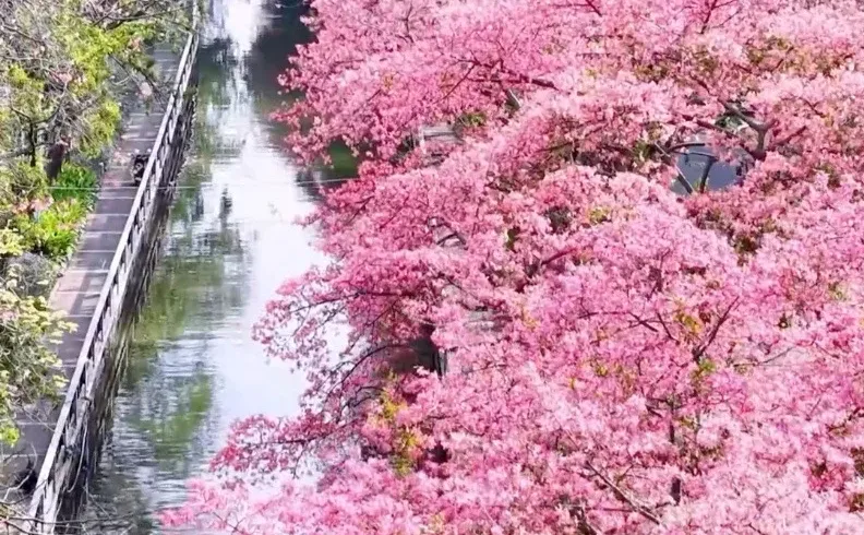 满城粉黛，温柔了整座城市