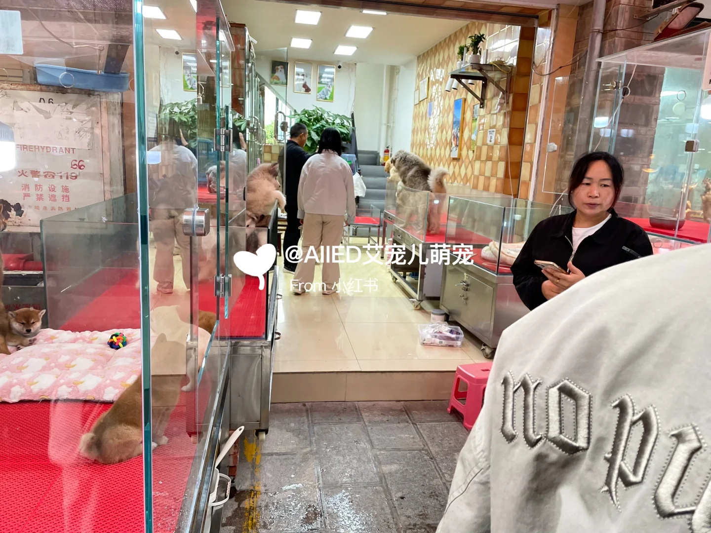 广州宠物市场推荐，买猫买狗一只也是批发价