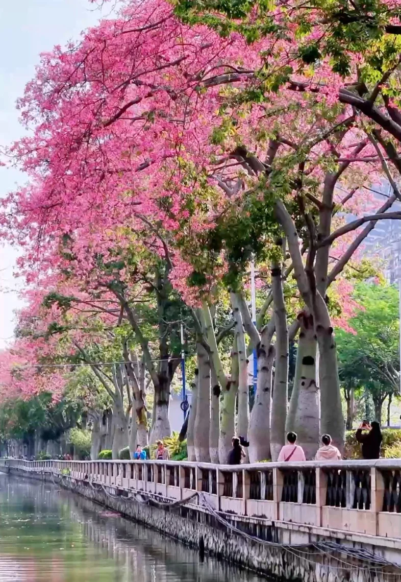 满城粉黛，温柔了整座城市