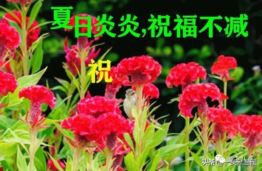 2023最新早上好表情包大全,愿你四季安康,平安幸福!