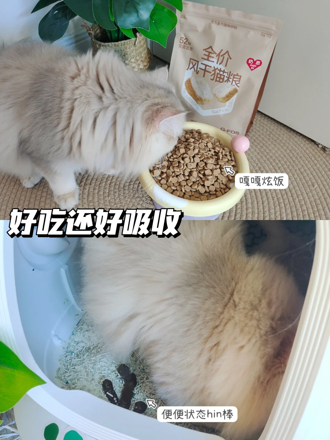 看数据选猫粮不踩雷！新手小白也能选好粮