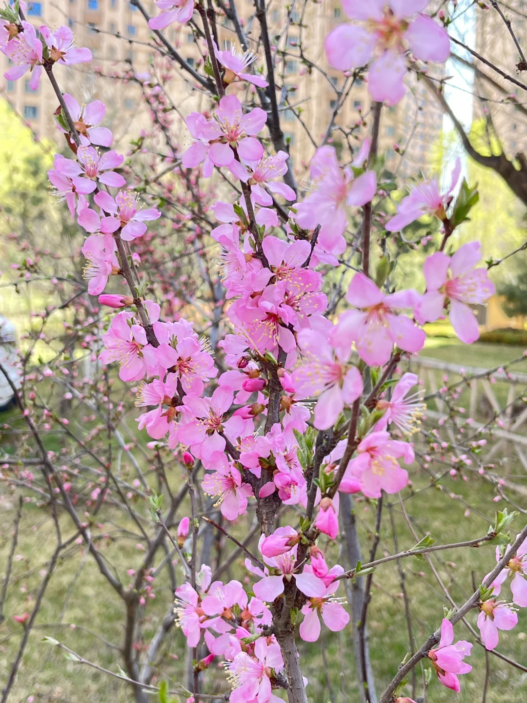 53岁 的阿姨 黄昏好像也是一种美