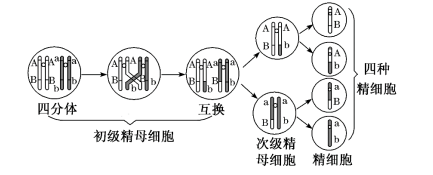 高考生物二轮复习之减数分裂异常情况 第3张