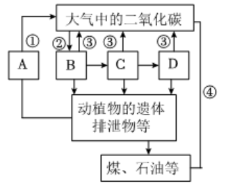2024生物小中考重点知识复习生物与生物圈 第3张 2024生物小中考重点知识复习生物与生物圈 第3张