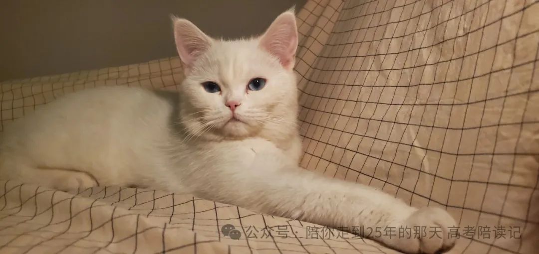 高考陪读第十三天,脑科学 第1张 高考陪读第十三天,脑科学 第1张