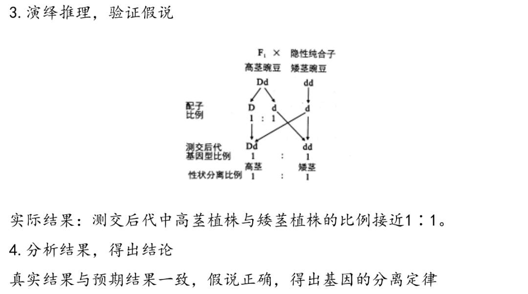 [高考生物专题复习PPT】2024届高考生物二轮复习课件——专题一遗传规律 第4张 [高考生物专题复习PPT】2024届高考生物二轮复习课件——专题一遗传规律 第4张