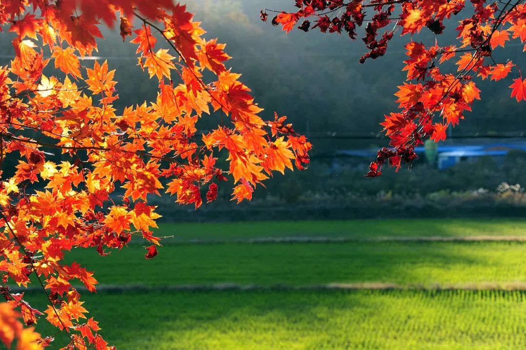 中考一轮复习诗词鉴赏比较阅读(七年级上) 第2张 中考一轮复习诗词鉴赏比较阅读(七年级上) 第2张