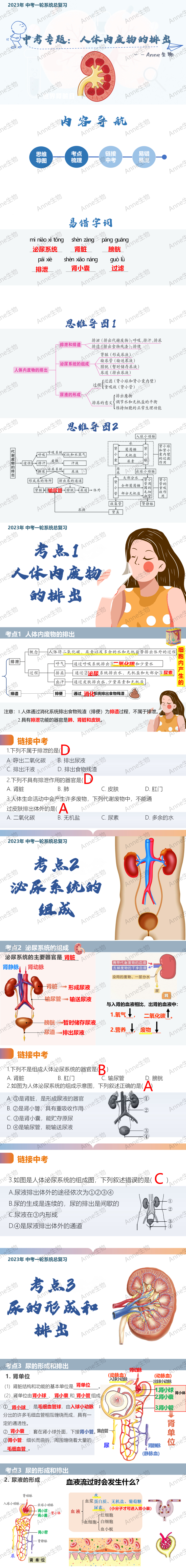 中考复习课件:人体内废物的排出 第1张 中考复习课件:人体内废物的排出 第1张