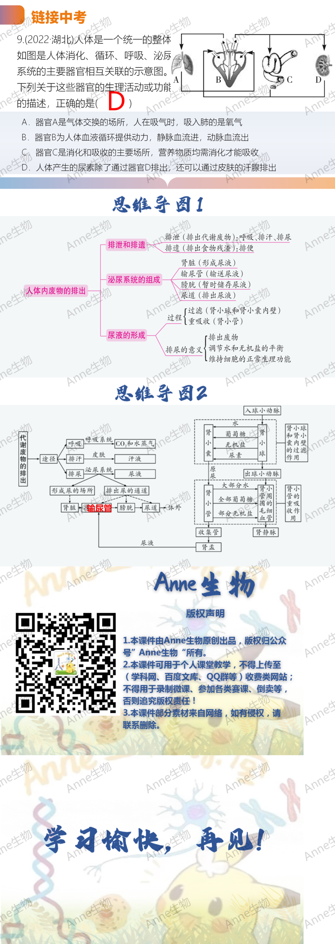 中考复习课件:人体内废物的排出 第3张 中考复习课件:人体内废物的排出 第3张