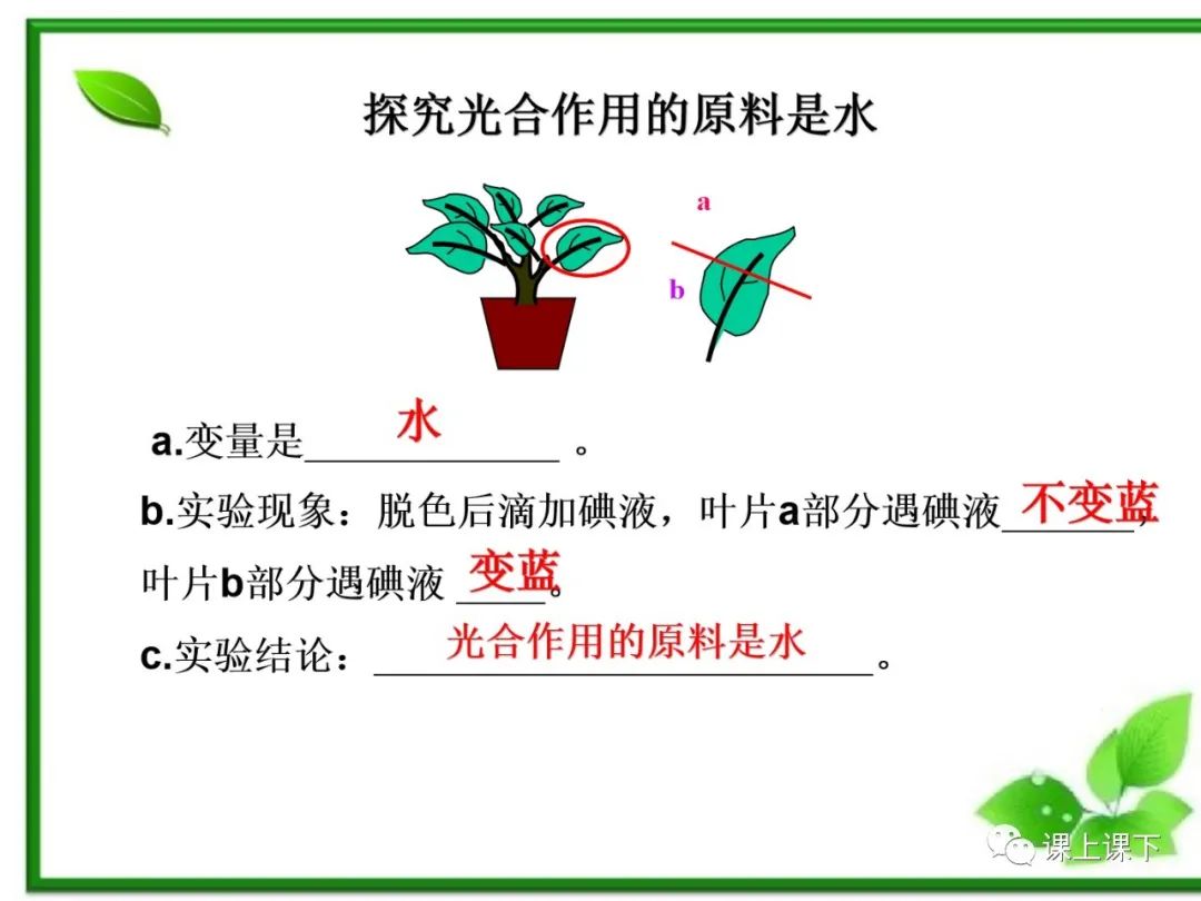 小中考复习课件7-----初一下绿色植物的光合作用 第13张