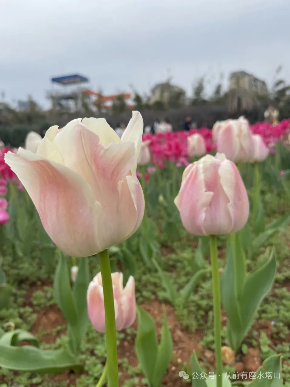 高考阅读理解——同义替换 第5张