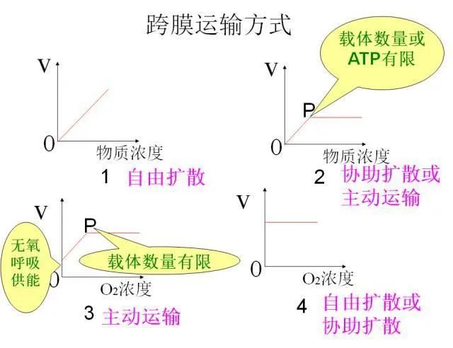 高考生物:高频考点总结,直观又详细! 第12张