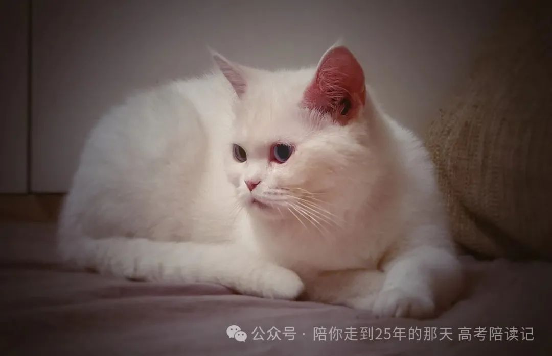 高考陪读第二十七天, 省高考考前适应性测试参考分数线已出,再谈谈青春期(三) 第3张