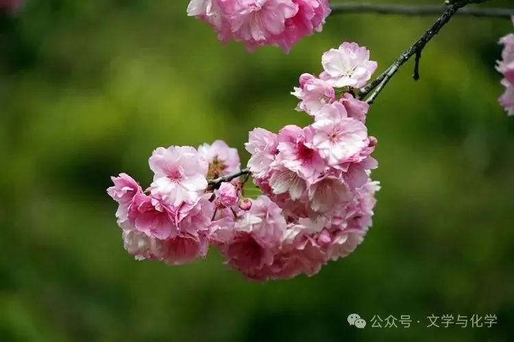 中考高分突破-学科渗透题-化学与数学 第12张