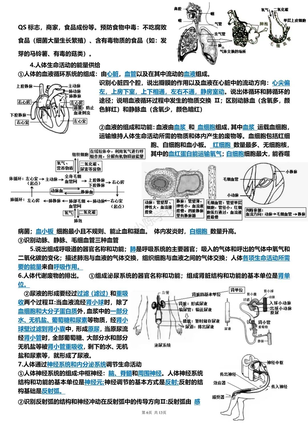 中考生物复习提纲 第6张