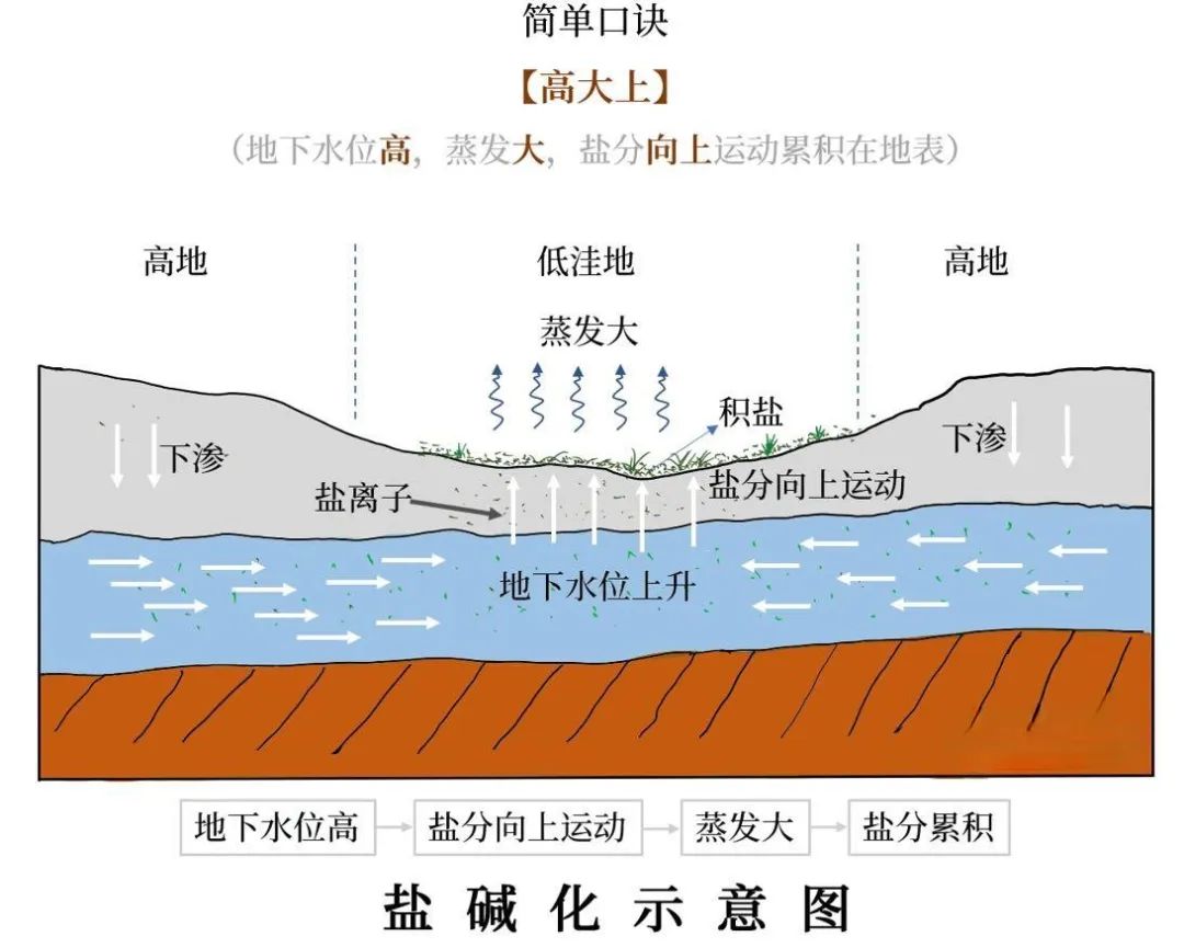 高考地理中的土壤盐碱化! 第4张