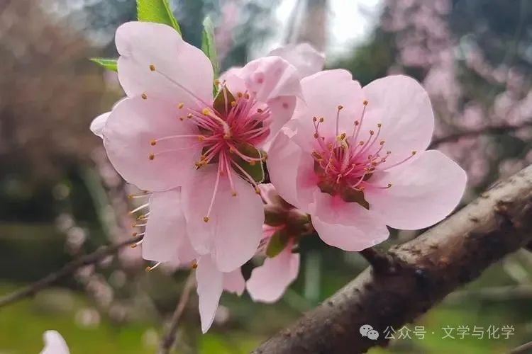 高考化学选择题练习(全国甲卷)E 第5张