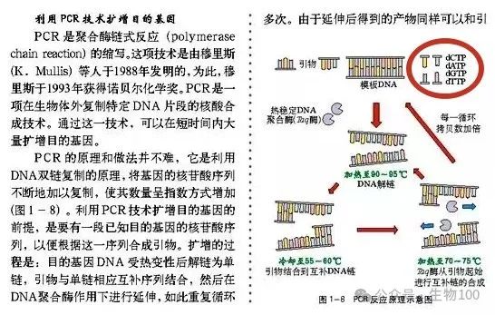 高考姊妹题(15):dNTP与DNA的关系(2021甲卷继承了2016卷Ⅰ) 第2张