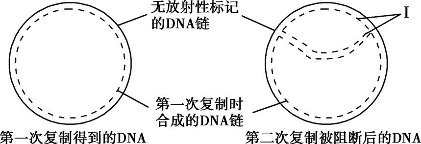 高考姊妹题(15):dNTP与DNA的关系(2021甲卷继承了2016卷Ⅰ) 第3张