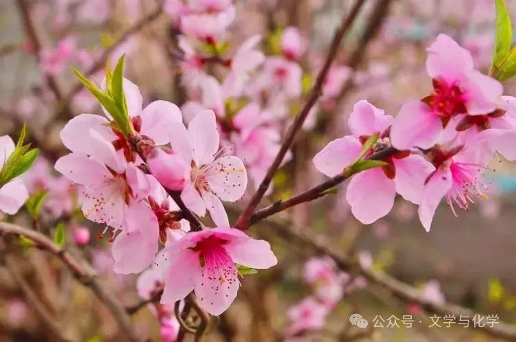 高考化学选择题练习(全国甲卷)E 第9张