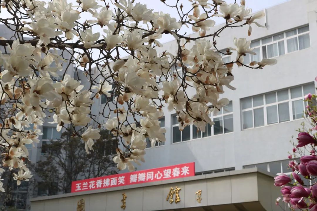高考倒计时50天丨凝心聚力,蓄势待发,玉兰花开,只等你来! 第15张