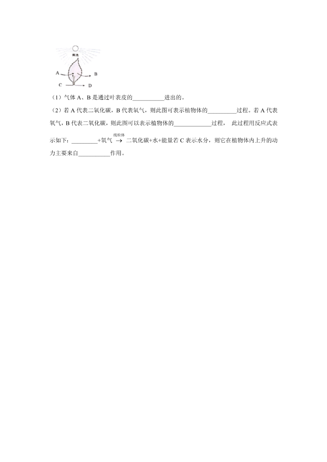 生物【中考总复习】——专项训练08《绿色植物的光合作用与呼吸作用》 第6张