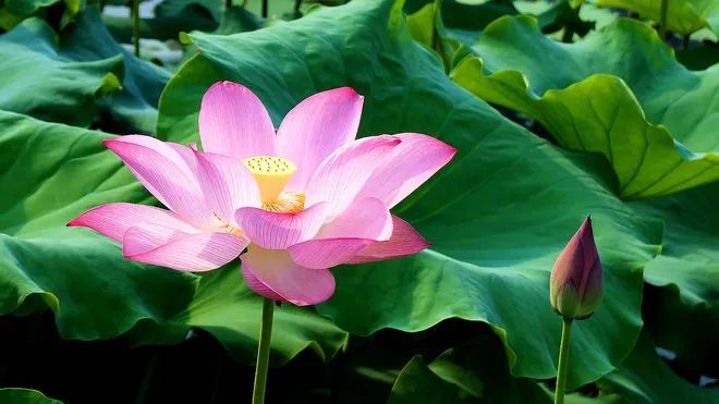 【心理驿站】中考、高考厚积薄发,争做“黑马”! 第3张