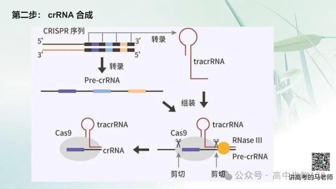 讲高考寻规律11:CRISPR/Cas9基因组编辑技术 第11张