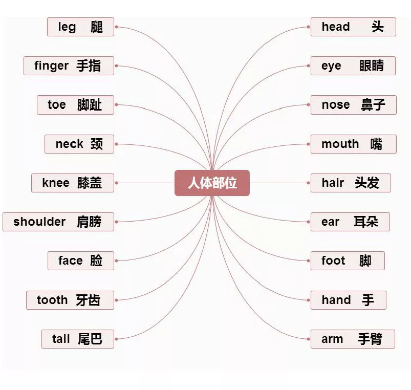 【小学英语】1-6年级重点知识思维导图汇总,收藏! 第17张