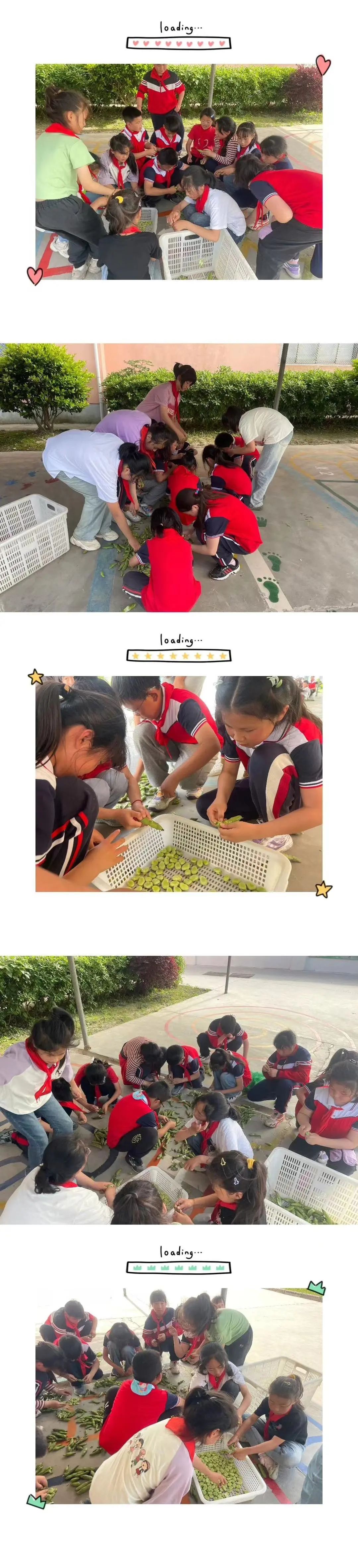 【苴镇德耀小学|情感德育】我与蚕豆共成长——苴镇德耀小学开展劳动实践活动 第21张