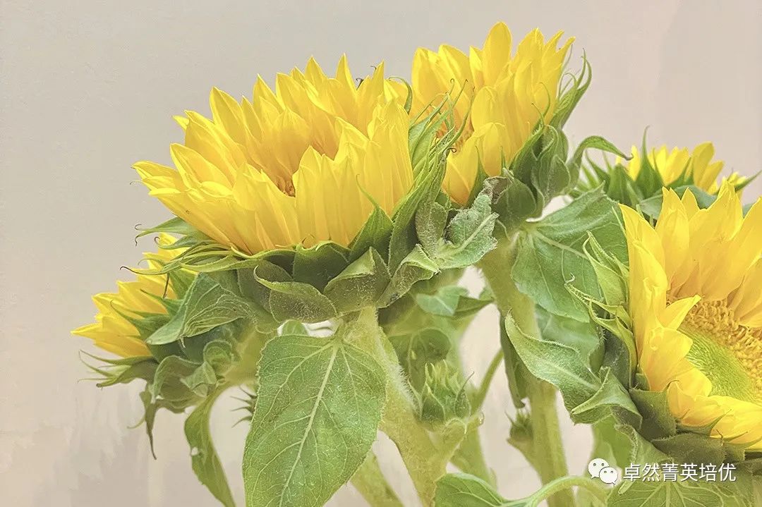 中考情态动词易混点总结 第2张