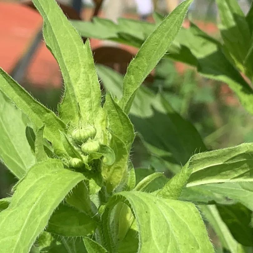 “艺”彩纷呈 “术”写未来丨龙港市实验小学第二届艺术节 第64张