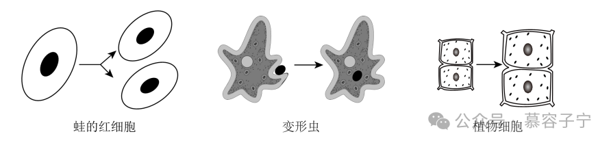 【中考生物】2024年中考生物二轮复习专题配套测试题一生物体的结构层次(含解析) 第13张
