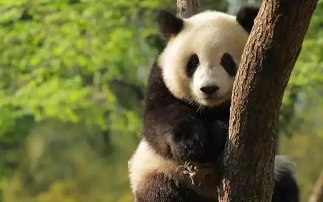 高考专业介绍(090202野生动物与自然保护区管理) 第12张 高考专业介绍(090202野生动物与自然保护区管理) 第12张
