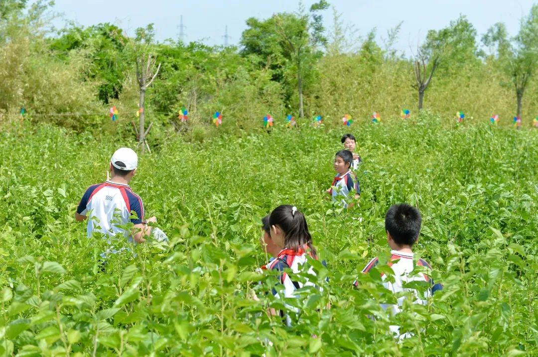 【全环境立德树人】上合示范区实验小学“学思践悟 勇创未来”庆六一系列活动 第82张