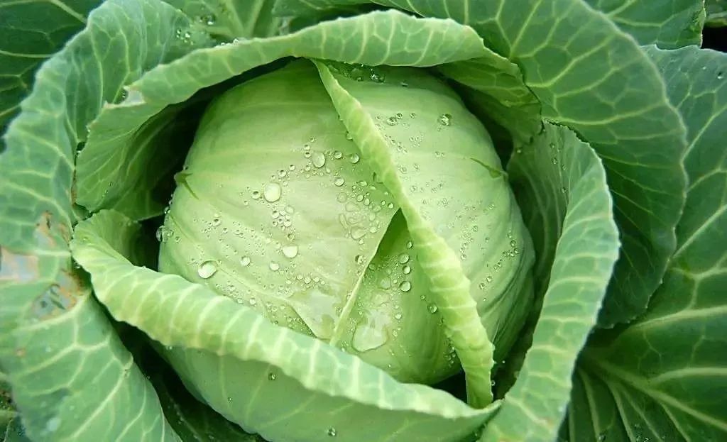 【疾控科普】| 高考在即,考生该怎么吃?这份饮食指南请收好 第3张