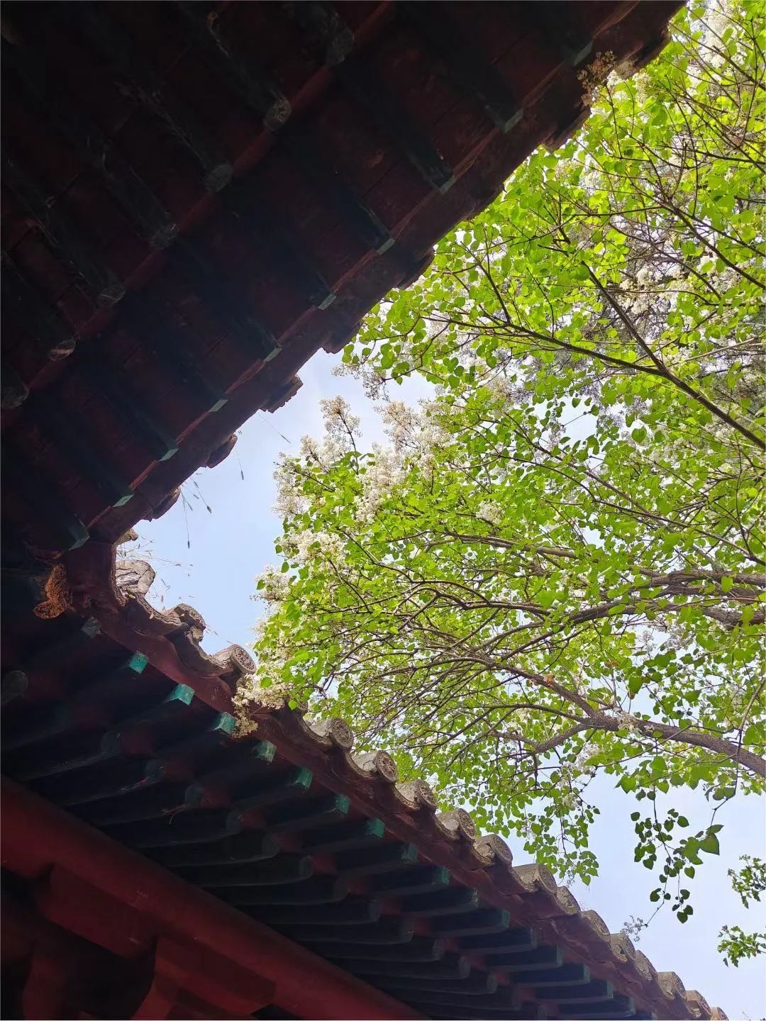 6月3日·中考倒计时打卡 第1张 6月3日·中考倒计时打卡 第1张