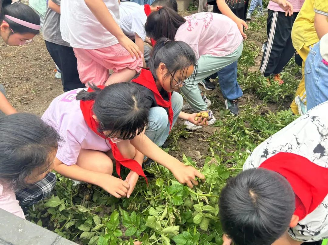 【崇川集团·八一小学】“土”露汗水  “豆”耘童年——八一小学四年级开展“小农夫收土豆”劳动实践活动 第11张